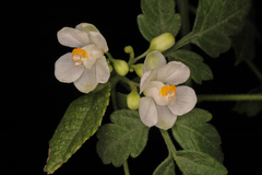 Cardiospermum canescens